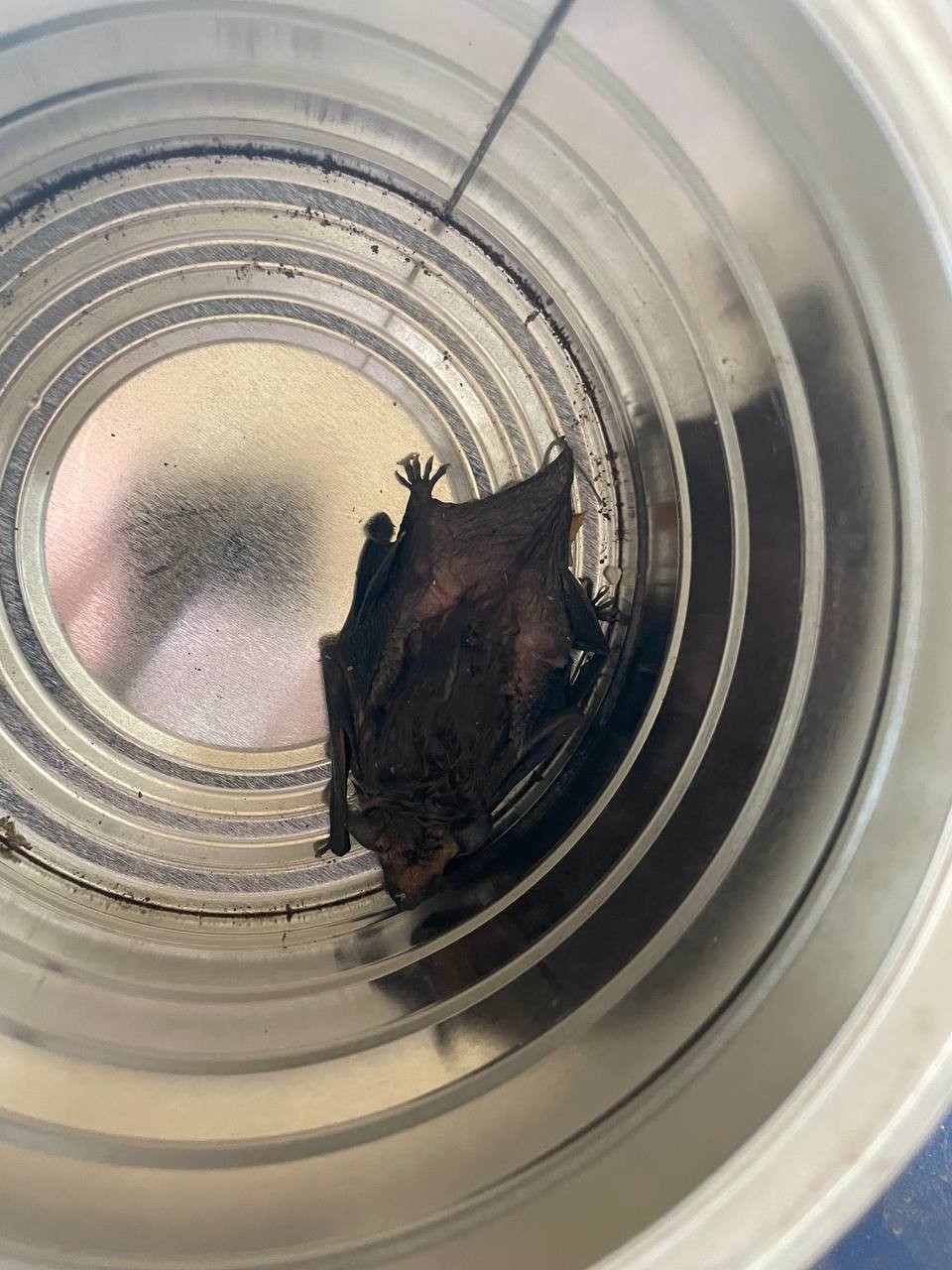 Soaked bat at the bottom of coffee cat after rescue from leaf skimmer.