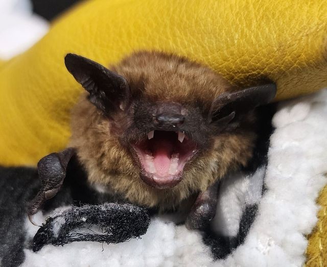 Close up of Big Brown Bat (species name) at rehab center.